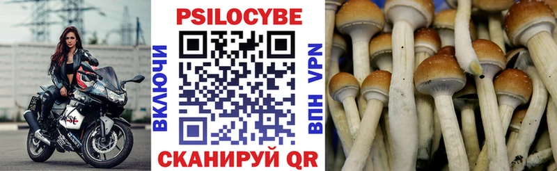 omg tor  Дмитров  Псилоцибиновые грибы прущие грибы 